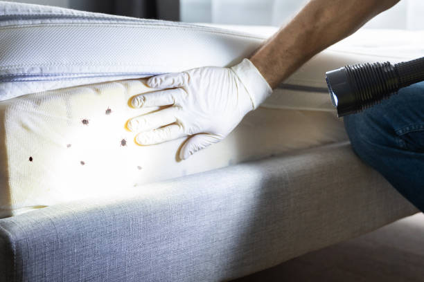 Best Wasp Removal Services  in Brookhaven, MS